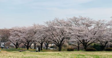 武蔵丘陵森林公園へお花見160kmライド