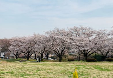 武蔵丘陵森林公園へお花見160kmライド