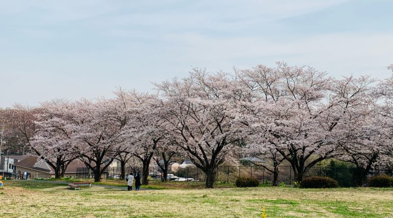 武蔵丘陵森林公園へお花見160kmライド